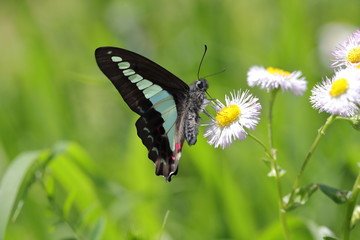 ハルジオンの花の蜜を吸うアオスジアゲハ