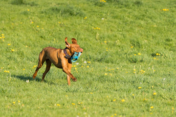 The Hungarian pointer is wonderfully retrieving retrieves during the afternoon sunny training.