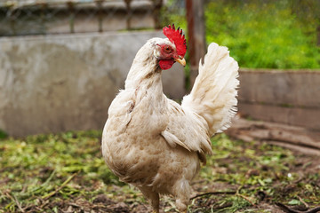 A white hen walks in a pen. Chickens search for grain while walking in a paddock on a farm
