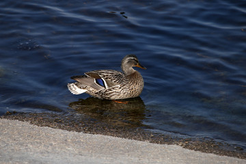 Duck swims in a pond