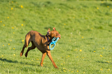 The Hungarian pointer is wonderfully retrieving retrieves during the afternoon sunny training.