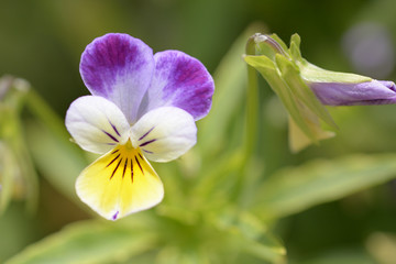 Macro view of colorful pansies