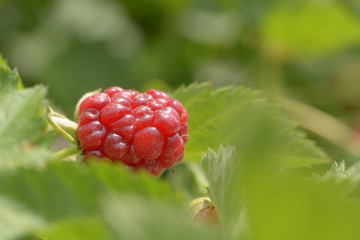 Ripening raspberry fruit before being harvested. The red color is typical of the central 