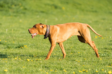 Hungarian Pointer is a thoroughbred bitch. Light brown and fairly short coat.
