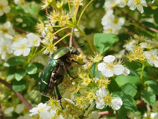 European green rose chafer (Cetonia aurata) flower
