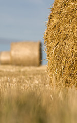 Straw bales in a field in summer with blue sky