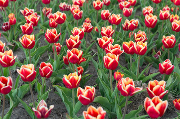 Flowers expert. Growing tulips for sale. plenty of flowers for shop. tulip blooming in spring. bright tulip flower field. summer field of flower. gardening and floristics. nature beauty and freshness