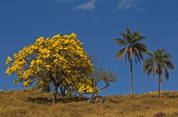 Trees from various Brazilian biomes