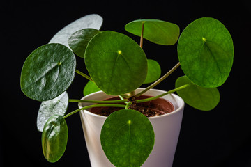 Low-key closeup on Chinese money plant (pilea peperomioides) forming attractive green rosettes. Striking houseplant on a dark background.
