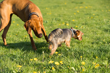 Two friends, a big and a small dog, walk together on a green meadow during an afternoon walk.