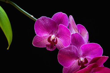 Fototapeta na wymiar Close-up on beautiful magenta flowers of a moth orchid (Phalaenopsis orchid) on a black background. Exotic trendy houseplant detail against black backdrop.