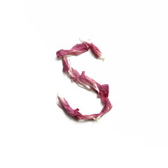 Alphabet made of peony petals. Letter s, layout for design.