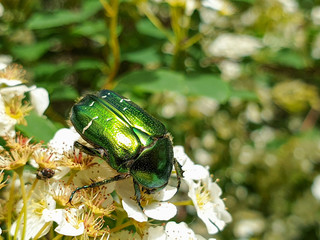 European green rose chafer (Cetonia aurata) flower