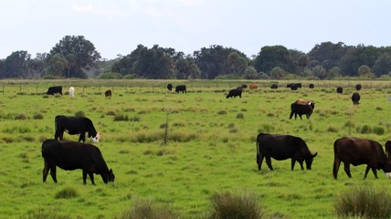 Dairy cows grazing in a pasture 