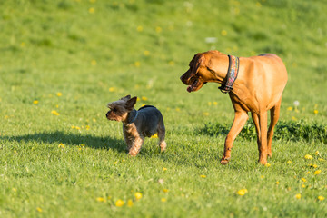 Two friends, a big and a small dog, walk together on a green meadow during an afternoon walk.