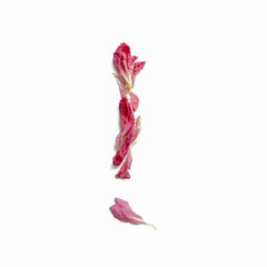 Exclamation mark made of peony petals, layout for design.