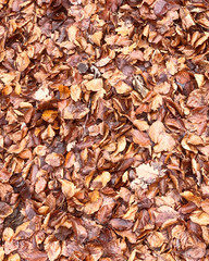 autumn_leaves