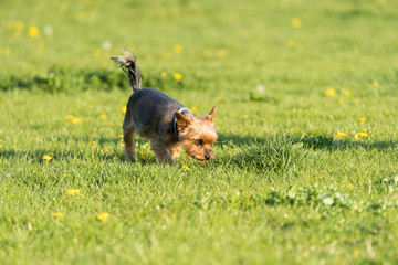 The brave york pis is walking proudly on the green meadow during the afternoon walk.