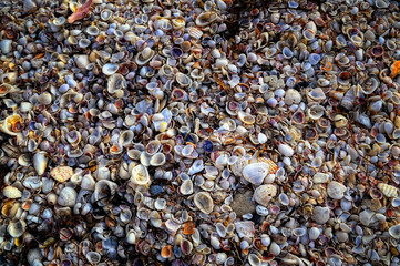 Seashells Seashore