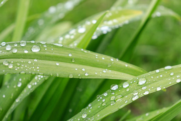green grass with dew