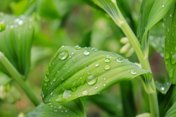 water drops on a green leaf