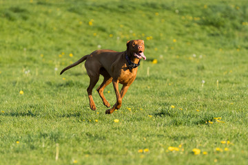 The Hungarian pointer is wonderfully retrieving retrieves during the afternoon sunny training.
