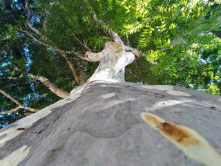 trees beautify the city