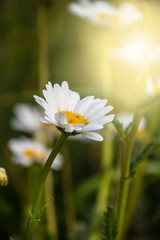 Macro of blooming beautiful white daisy flowers in the summer sun