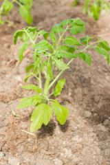 Tomato seedlings grow in a greenhouse in the garden