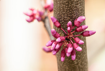Redbud Blossom, Macro