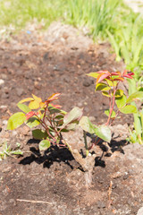 The rose Bush is planted in the garden in summer