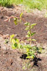 The rose Bush is planted in the garden in summer