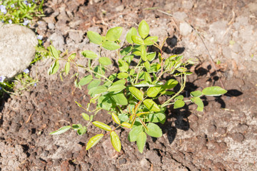 The rose Bush is planted in the garden in summer