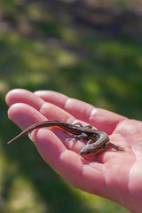 Green lizard in a man's hand in the summer on the stree