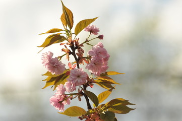 Cherry Tree Blossom