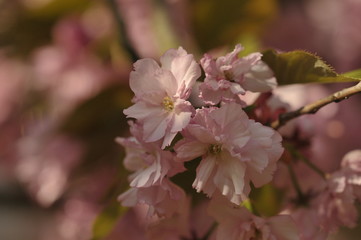 Fototapeta premium Cherry Tree Blossom