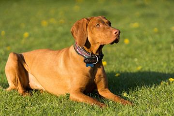 The Hungarian pointer is down and resting briefly during the afternoon training.