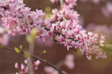 Fototapeta na wymiar Pollination