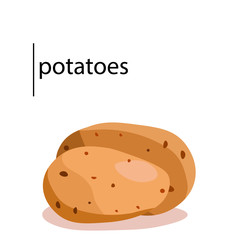 Potato vector illustration. Isolated white background.
