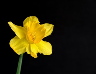 Isolated yellow daffodil on black background. Copy space