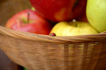 ladybug on a background of a basket with apples