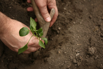 Hand of man planted a young plant of pepper in the ground. Planting pepper seedlings. Making a hole in the ground to plant paprika seedling