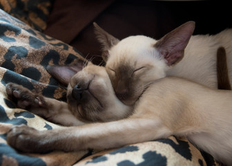 Siamese cats 