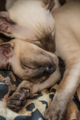 Siamese kittens