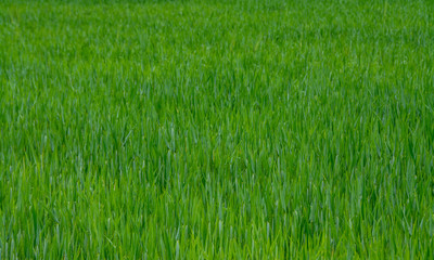 plot with green wheat