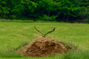 young mice buzzard exercises flying from a small mound of earth