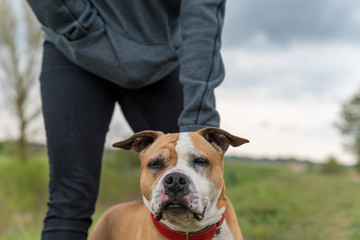 A brown amstaff on a walk. Dog on a background of green grass.