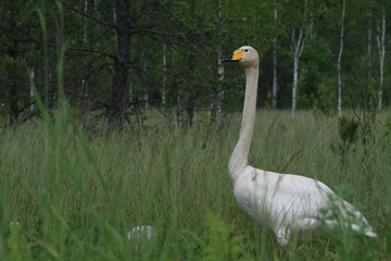 Obraz premium Whooper swan (Cygnus cygnus), also known as the common swan captured in the North of Belarus