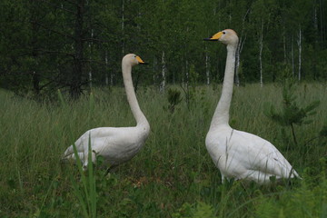 Whooper swan (Cygnus cygnus), also known as the common swan captured in the North of Belarus