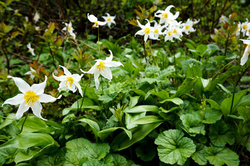 white wildflowers